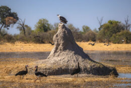 Botswana (37/52)